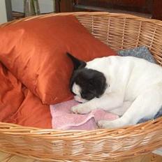 Fransk bulldog Frigg