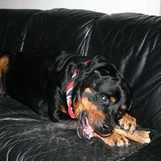 Rottweiler TYSON