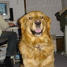 Golden retriever Tjalfe