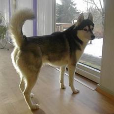 Siberian husky *Alto*