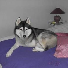 Siberian husky *Alto*