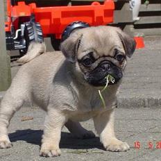 Mops Neala