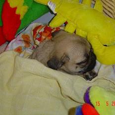Mops Neala