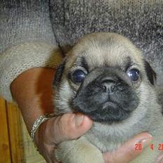 Mops Neala