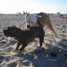 Amerikansk bulldog Bailey