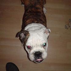 Engelsk bulldog Trunte