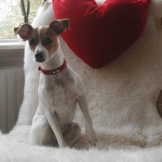 Dansk svensk gaardhund Susi