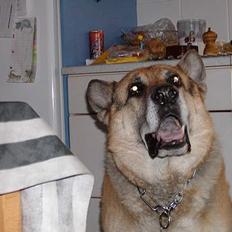 Schæferhund zorro *R.I.P*