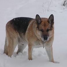 Schæferhund zorro *R.I.P*