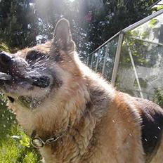 Schæferhund zorro *R.I.P*