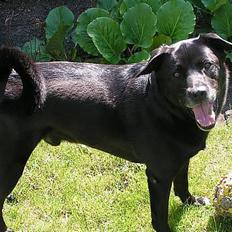 Blanding af racer Tarzan