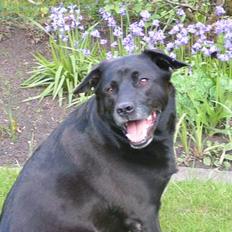 Blanding af racer Tarzan