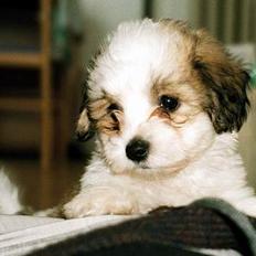 Coton de tulear Digo