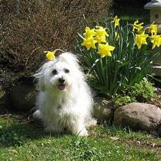 Coton de tulear Digo