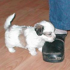 Coton de tulear Digo