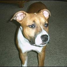 Amerikansk staffordshire terrier appels eye (nelly)