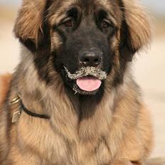 Leonberger Cara Cia.
