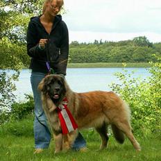 Leonberger Cara Cia.