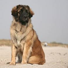 Leonberger Cara Cia.