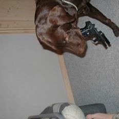 Labrador retriever Rolf