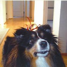 Shetland sheepdog Mitzi <3