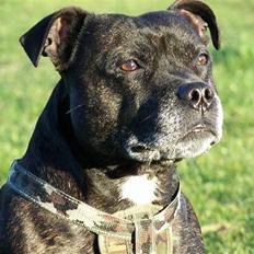 Staffordshire bull terrier R.I.P.: (Engelsk) DKCH, SUCH Taz