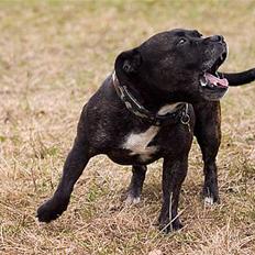 Staffordshire bull terrier R.I.P.: (Engelsk) DKCH, SUCH Taz