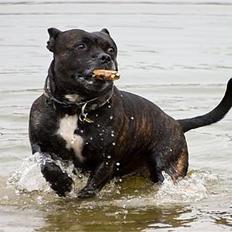 Staffordshire bull terrier R.I.P.: (Engelsk) DKCH, SUCH Taz