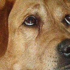 Labrador retriever Miko