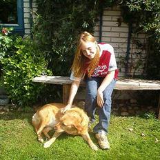 Labrador retriever Miko