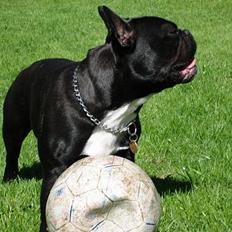 Fransk bulldog Diesel