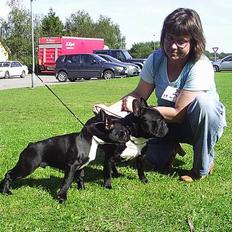 Fransk bulldog Diesel