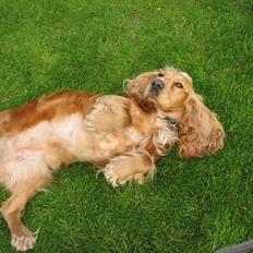 Cocker spaniel Bella