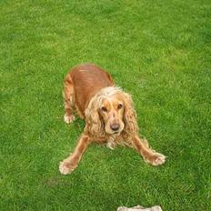 Cocker spaniel Bella