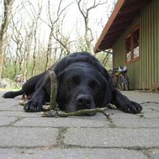 Blanding af racer Zenta