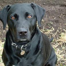 Blanding af racer Zenta