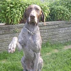 Korthåret hønsehund Petermann´s H-Cato