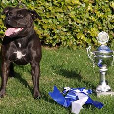 Staffordshire bull terrier WESTLUND FRIDA