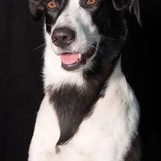 Blanding af racer Bella R.I.P.