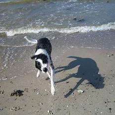 Blanding af racer Bella R.I.P.