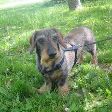 Gravhund Mingo >R.I.P<