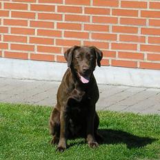 Labrador retriever Freja
