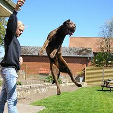 Labrador retriever Freja