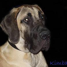 Grand danois Grand de Feld´s Kimba