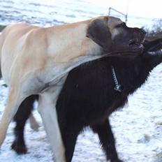 Grand danois Grand de Feld´s Kimba