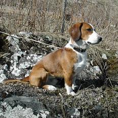 Blanding af racer Doffen