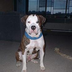 Amerikansk bulldog Eriksson's Arnold "Thor" 