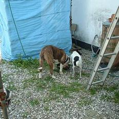 Amerikansk bulldog Eriksson's Arnold "Thor" 