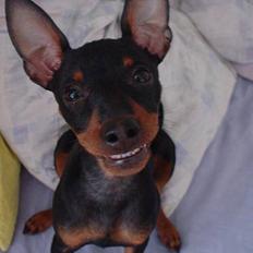 Dvaergpinscher Rødkildes Shorty