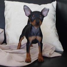 Dvaergpinscher Rødkildes Shorty